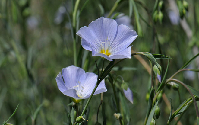 Linum lewisii, Lewis Flax Linum lewisii, Lewis Flax